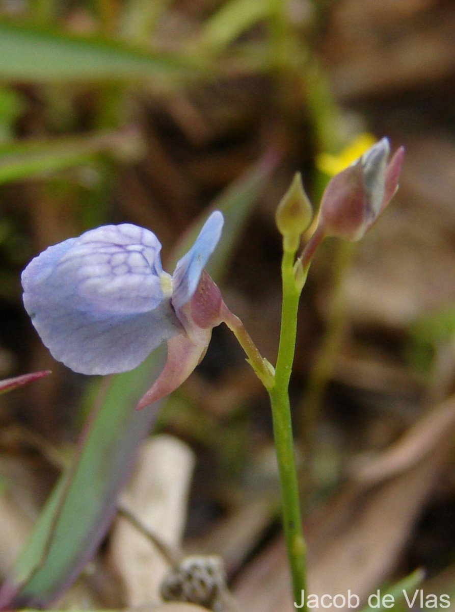 Utricularia graminifolia Vahl